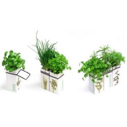 Oregano w ceramicznym wazonie - Ogródek ziołowy w naszej kuchni.