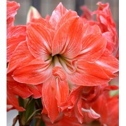 Hippeastrum, amarylis, zwartnica - Lady Jane - 1 cebula