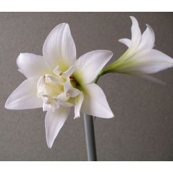 Hippeastrum, Amarylis, Zwartnica - Jewel - 1 cebula