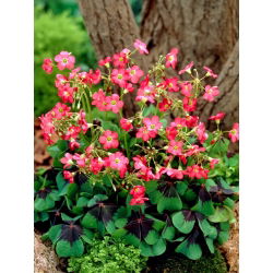 Szczawik Deppego - Oxalis deppei - 25 cebulek