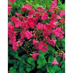 Szczawik Deppego - Oxalis deppei - 25 cebulek