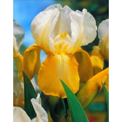Kosaciec, Irys - White and Yellow - 1 kłącze