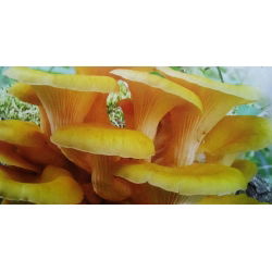 Boczniak cytrynowy