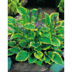 Funkia - Hosta Golden Tiara - 1 kłącze