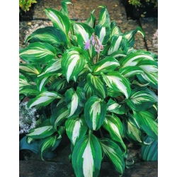Hosta - Funkia Mediovariegata - 1 kłącze
