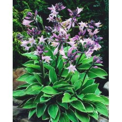 Hosta - Funkia Fortunei Francee - 1 kłącze