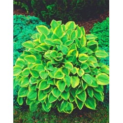 Funkia - Hosta Golden Tiara - 1 kłącze