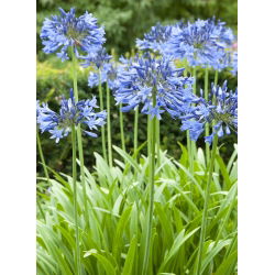 Agapanthus Blue - Agapant niebieski - 1 kłącze