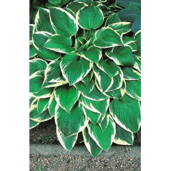 Hosta - Funkia Fortunei Francee - 1 kłącze