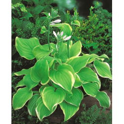 Hosta - Funkia Lakeside Cha Cha - 1 kłącze