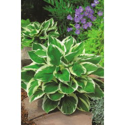 Hosta - Funkia Minuteman - 1 kłącze
