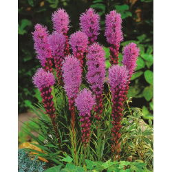 Liatra kłosowa purpurowa - Liatris spicata Purple - 10 cebulek
