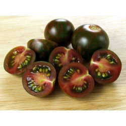 Pomidor wysoki - Black cherry - 60 nasion