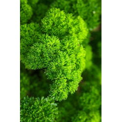 Pietruszka naciowa - Moss Curled 2 - 1200 nasion