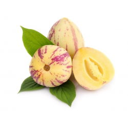 Pepino, miechunka melonowa - 10 nasion