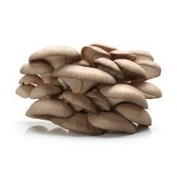 Boczniak ostrygowaty - uprawa w domu i ogrodzie - op. 1 kg