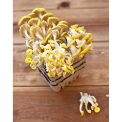 Boczniak cytrynowy - uprawa w domu i ogrodzie - op. 1 kg