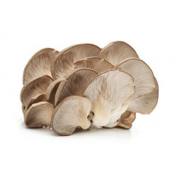 Boczniak ostrygowaty - uprawa w domu i ogrodzie - op. 1 kg