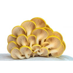 Boczniak cytrynowy
