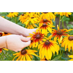 Rudbekia dwubarwna - 1500 nasion
