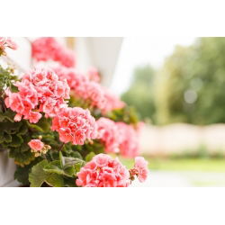 Pelargonia rabatowa łososiowa - 10 nasion