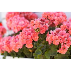 Pelargonia rabatowa łososiowa - 10 nasion