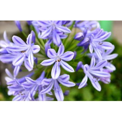 Agapanthus Blue - Agapant niebieski - 1 kłącze