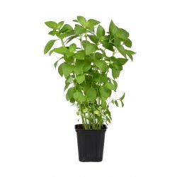 Bazylia cytrynowa - 325 nasion