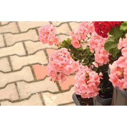 Pelargonia rabatowa łososiowa - 10 nasion