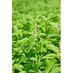 Bazylia cytrynowa - 325 nasion
