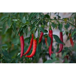 Papryka ostra De Cayenne - 65 nasion