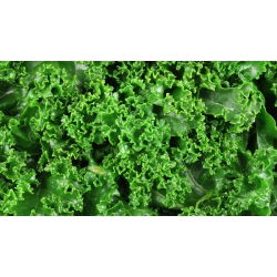Jarmuż zielony Dwarf Green Curled - 300 nasion