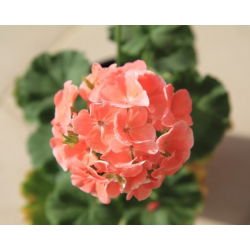 Pelargonia rabatowa łososiowa - 10 nasion