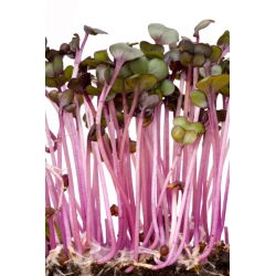 Nasiona na kiełki kapusta głowiasta czerwona