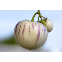 Pepino, miechunka melonowa - 10 nasion