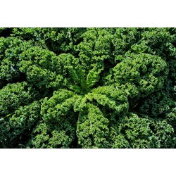 Jarmuż zielony Dwarf Green Curled - 300 nasion