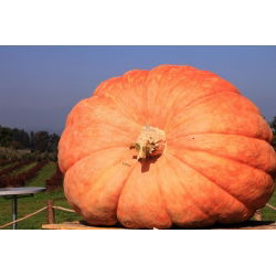 Dynia olbrzymia - Atlantic Giant - gigantyczne owoce, nawet 300 kg - 12 nasiona