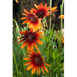 Rudbekia dwubarwna - 1500 nasion