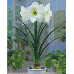 Hippeastrum, amarylis, zwartnica - Mont Blanc - 1 cebula