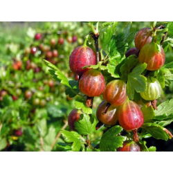 Agrest czerwony Hinnonmaki Red