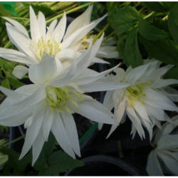 Powojnik - Clematis - Albina Plena – sadzonka 60-70 cm