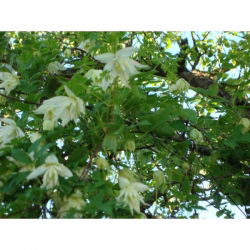Powojnik - Clematis - Albina Plena – sadzonka 60-70 cm