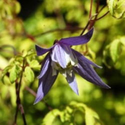 Powojnik, clematis Stolwijk Gold - sadzonka w pojemniku P9