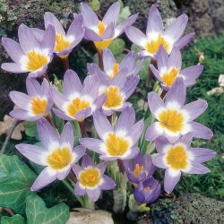Krokus Tricolor - 10 cebulek