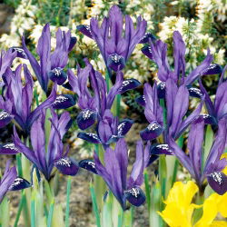 Irys Purple Gem - 10 cebulek