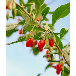Jagody goji - kolcowój Sweet Berry - sadzonka w pojemniku C1