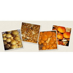Łuskwiak nameko gotowy zestaw do uprawy w domu - 1 kg