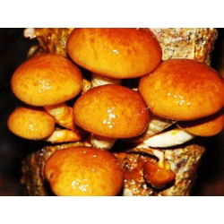 Łuskwiak nameko - grzybnia na kołkach - Planto