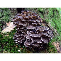 Żagwica listkowata Maitake - grzybnia na kołkach - Planto