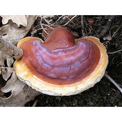 Lakownica lśniąca, lakownica żółtawa Reishi - grzybnia na kołkach - Planto